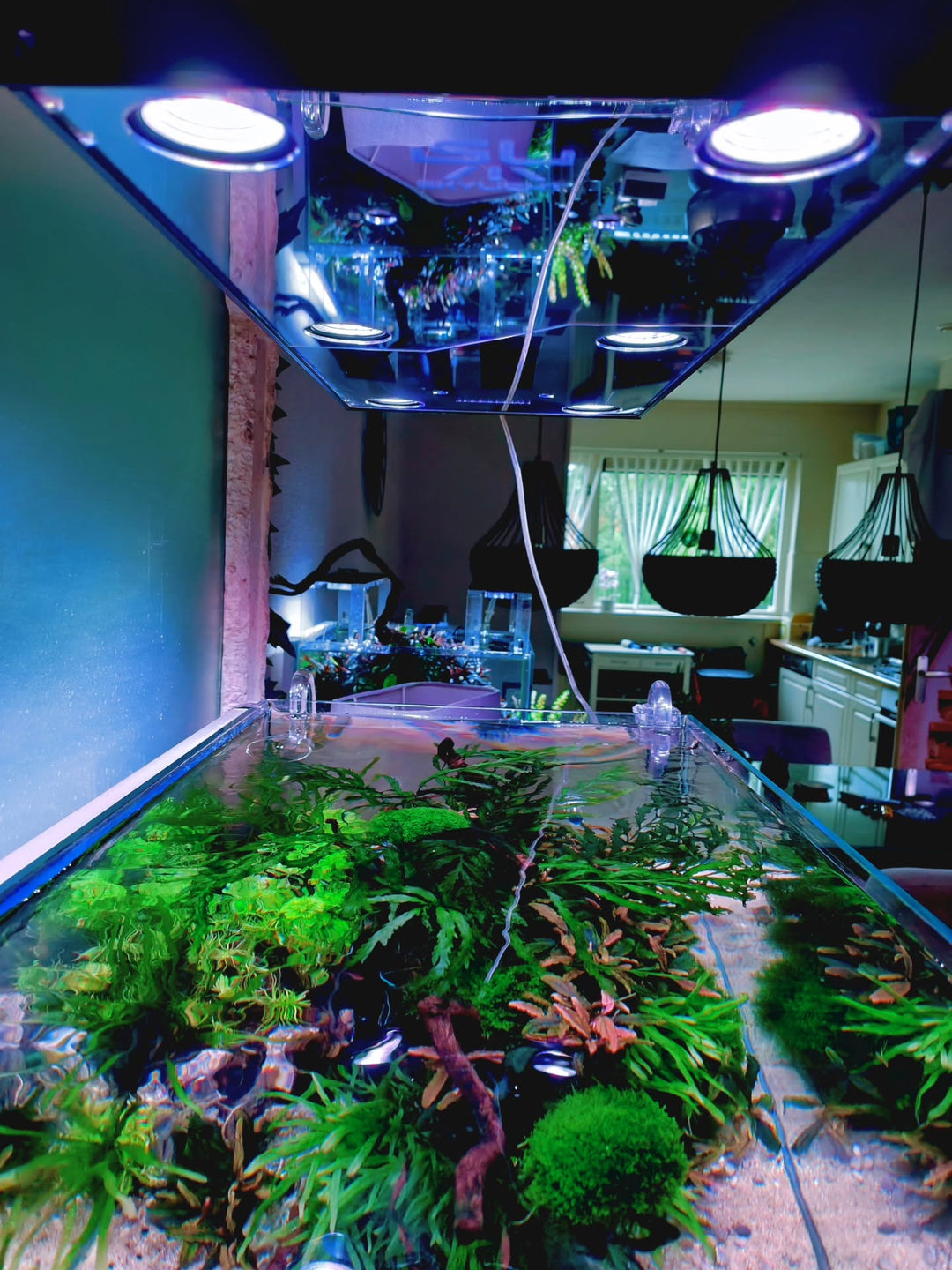 Instagram objava korisnika @aquascapebarendrecht