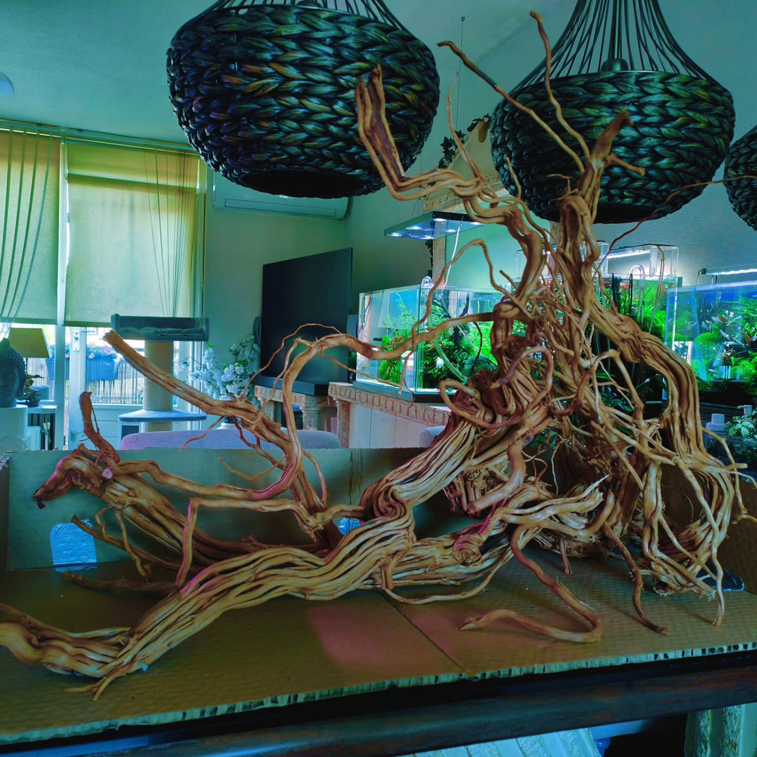 Instagram objava korisnika @aquascapebarendrecht