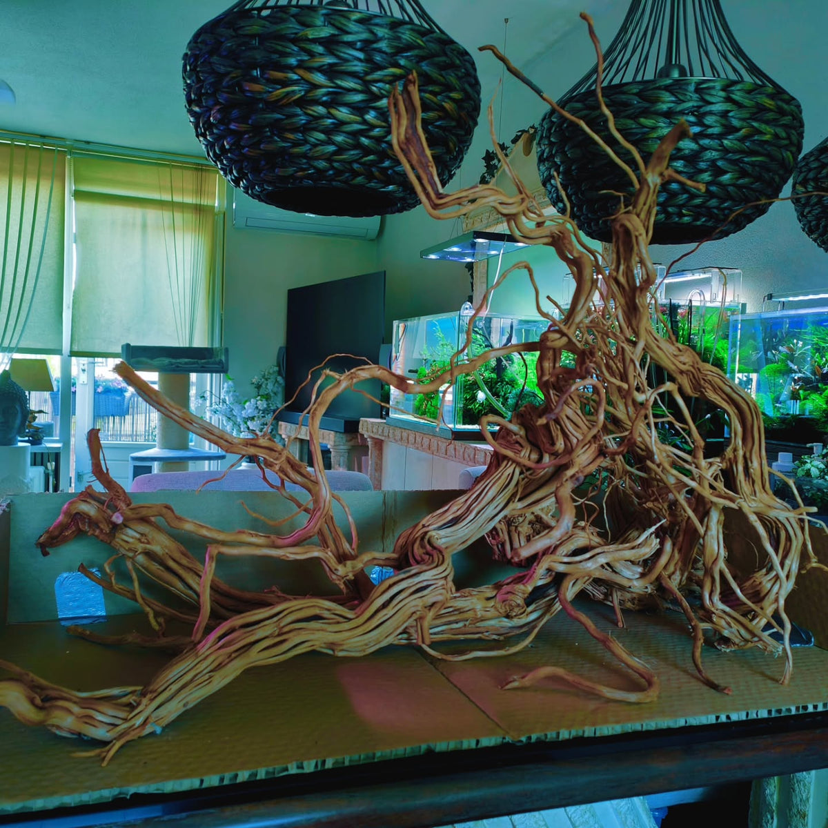 Instagram objava korisnika @aquascapebarendrecht