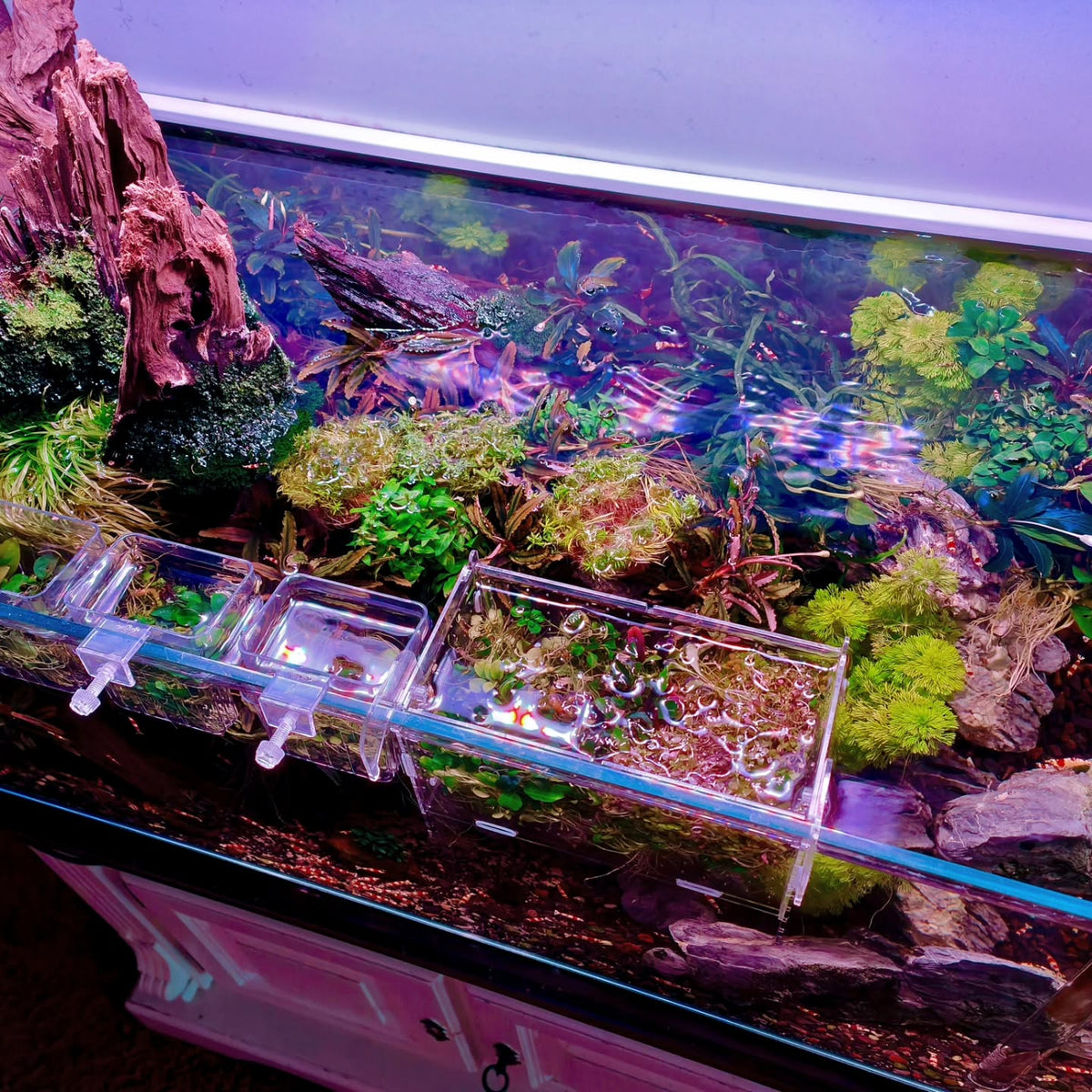 Instagram objava korisnika @aquascapebarendrecht