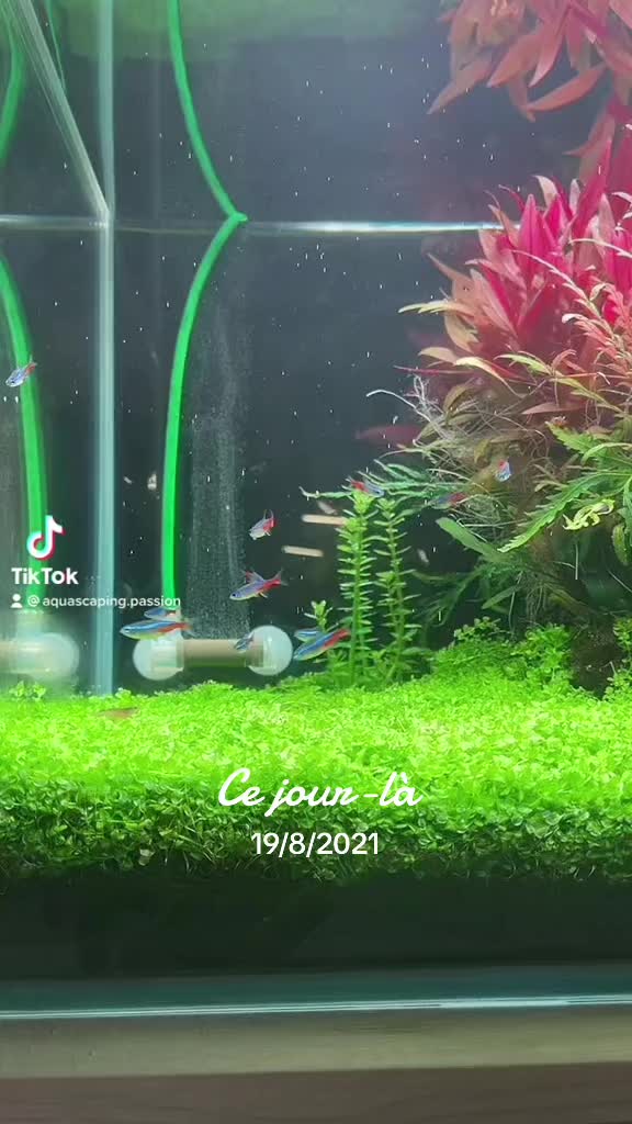 TikTok video korisnika @aquascaping.passion