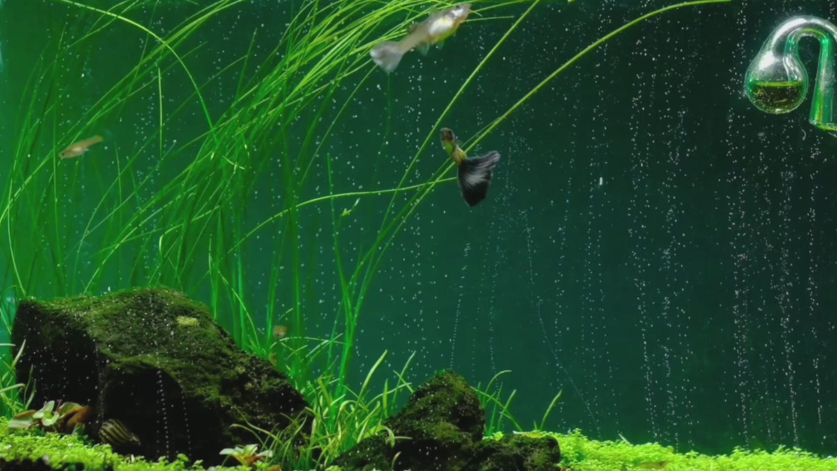Učitaj video: The most advanced CO2 systems for planted aquariums: dual-stage regulators, diffusers and complete kits