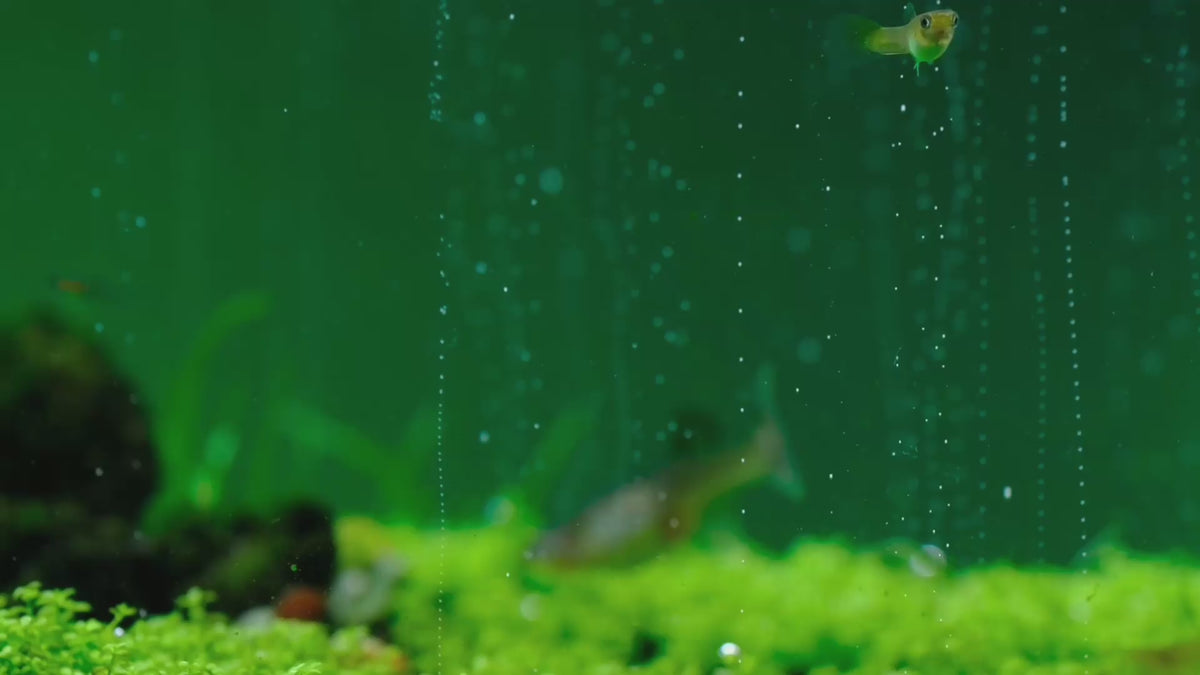 Učitaj video: Carpets need CO2: low, dense plants filling in under steady CO2